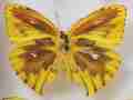Phoebis rurina (aberration) 1 (Internet Image property of respective owner, non-commercial use only)